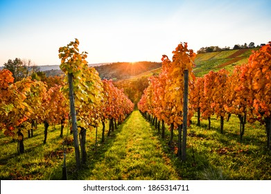 Fantastic colorful view of a sunset in the vineyards during autumn. - Powered by Shutterstock