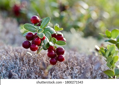 Fantastic dark red lingonberries (Vaccinium vitis-idaea). Wonderful dark red fruits of a lingonberry growing in a forest.