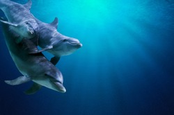 Fantastico Dettaglio Nelle Acque Blu Profonde. Tre Delfini Che Si Uniscono. Trasparente Acqua Blu Oceano E Luce Solare Sotto La Superficie Dell'acqua Sullo Sfondo.