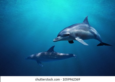 Fantastic detail in the deep clear blue water. Two dolphins enjoing together. Clear blue ocean water and sunlight beneath the surface of water in the background.