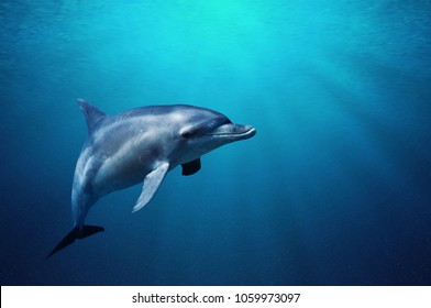 Fantastic detail in the deep clear blue water. Portrait of a beautiful dolphin closeup. Clear blue ocean water and sunlight beneath the surface of water in the background.