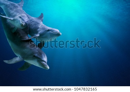 Fantastic detail in the deep clear blue water. Three dolphins enjoing together. Clear blue ocean water and sunlight beneath the surface of water in the background. 