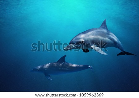 Fantastic detail in the deep clear blue water. Two dolphins enjoing together. Clear blue ocean water and sunlight beneath the surface of water in the background.