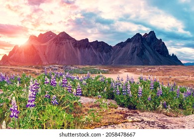 Fantastic dramatic landscape with flowers of lupine in the background of mountains Vestrahorn on the Stokksnes peninsula, Iceland at sunset. Exotic countries. Amazing places. 