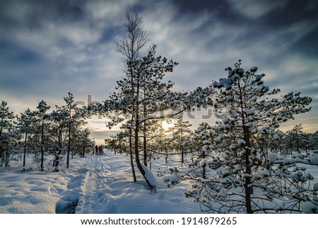 Fantastic evening landscape in a colorful sunlight. Dramatic wintry scene. National Park Carpathian, Ukraine, Europe. Beauty world. Retro style filter. Happy New Year. Snow forest