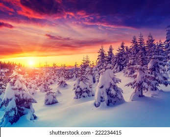 Fantastic evening landscape glowing by sunlight. Dramatic wintry scene. Natural park. Carpathian, Ukraine, Europe. Beauty world. Retro filter. Instagram toning effect. Vivid violet. Happy New Year! - Powered by Shutterstock