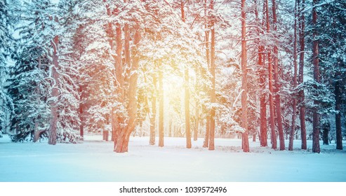 Fantastic Fairytale Magical Landscape View Christmas Tree Forest Park in Winter on a Sunny Day During a Snowfall. Concept Christmas Winter New Year Scenery background. - Shutterstock ID 1039572496