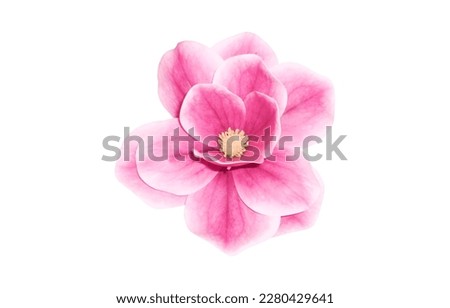 Fantastic flower with pink petals. Beautiful image isolated on white background. Ideal for the representation of a perfume, aroma or expression of spring summer or freshness