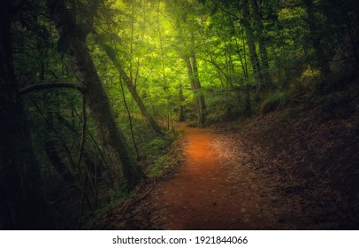 Fantastic Forest Trail. Trail In Fantastic Forest