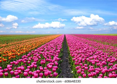 Fantastic landscape with colorful flowers tulips against the sky (relaxation, meditation, stress reduction, background - concept) - Powered by Shutterstock