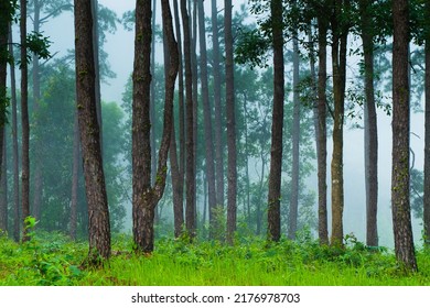 Fantastic landscape foggy of Pine forest in clouds ,Scene Misty Tropical rainforest.