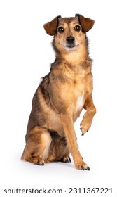 Fantastic looking elder dog, sitting side ways one paw lifted looking at camera, isolated on a white background