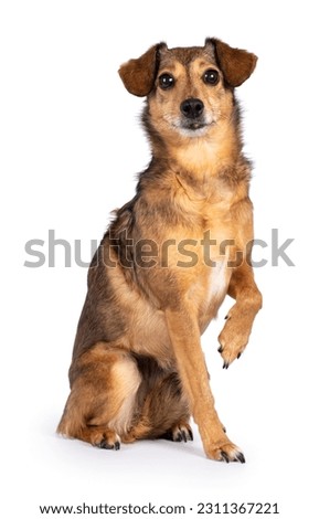 Fantastic looking elder dog, sitting side ways one paw lifted looking at camera, isolated on a white background