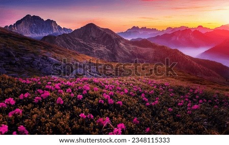 Fantastic Mountain landscape during sunset. Pink rhododendron flowers on under sunlight. Amazing nature scenery. Stunning natural landscape background. Travel adventure and freedom concept.