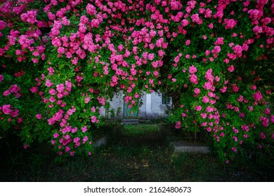 Fantastic pattern of Climbing roses on the wall of the house in full bloom. Botanical garden on a sunny day. Scenic image of flowering orchard in springtime. Perfect photo wallpaper. Beauty of earth. - Shutterstock ID 2162480673