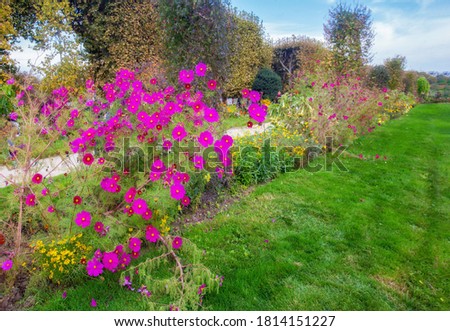 Fantastic pink flowers in Garden of plants in Paris . Autumn in France.  The photography  is similar to the paintings of the Impressionists ( postimpressionists) - Matisse, Monet, Pissarro .