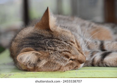 Fantastic resting tabby cat with tiger striped markings. - Powered by Shutterstock