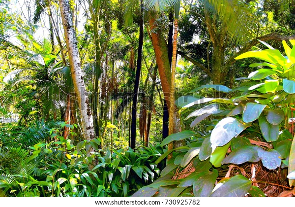 Fantastic Sample Rainforest Biodiversity On Forest Stock Photo (Edit ...