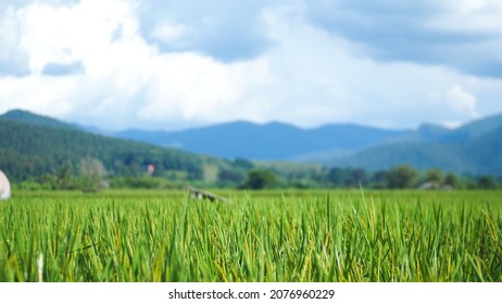 Fantastic scenery in the mountains and blurry hills. rural landscape cornfield nature background