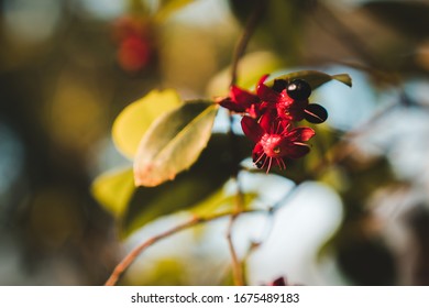 Fantastic South African Exotic Flowers: Red Small Leaved Plane, Carnival Ochna, Bird's Eye Bush, Mickey Mouse Plant Or Mickey Mouse Bush (Ochna Serrulata)