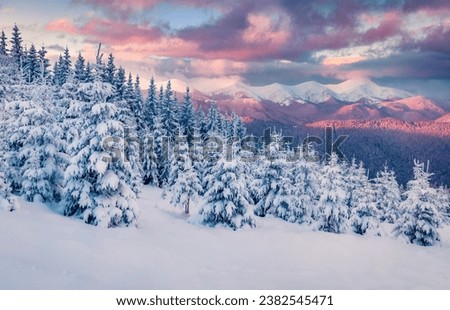 Fantastic sunrise in the mountains. Fresh snow covered slopes and fir trees in Carpathian mountains, Ukraine, Europe. Ski tour on untouched snowy hills. Beauty of nature concept background.