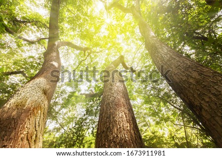 Fantastic three large trees growing up within the giant rain tree stump, looking up view of sunrise shines through green branches down on the large tree trunks. Focus on tree trunks.