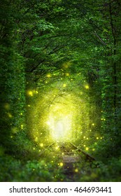 Fantastic Trees Scene- Tunnel of Love with fairy light afar, magic background