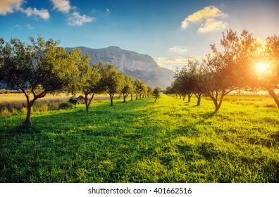 Fantastic views of the garden which glowing by sunlight at twilight. Mediterranean climate. Dramatic and picturesque scene. Location place Sicily island, Italy, Europe. Artistic picture. Beauty world. - Shutterstock ID 401662516