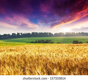 Summer Landscape Field Ripe Wheat Hills Stock Vector (Royalty Free ...