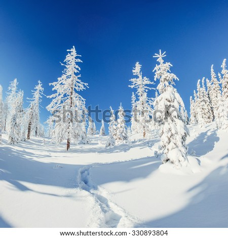Fantastic winter landscape and trodden trails that lead into the mountains. In anticipation of the holiday. Carpathian, Ukraine, Europe.