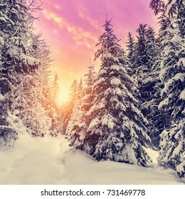 Fantastic winter mountain landscape. overcast colorful clouds, glowing in sunlight. alp trees, of snow covered , under in a warm sunlight. Dramatic wintry scene. Beauty on the world. creative image - Shutterstock ID 731469778