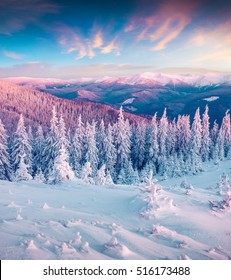 Fantastic winter sunrise in Carpathian mountains and snow cowered trees  Colorful outdoor scene  Happy New Year celebration concept  Artistic style post processed photo 
