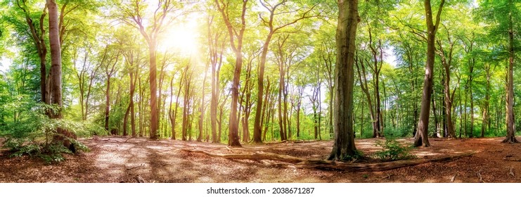 Fantastically beautiful forest in summer with large trees and autumn leaves in the light of the sun - Shutterstock ID 2038671287