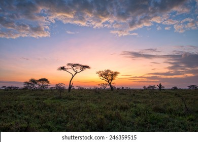 Fantasy African lanscape of the beautiful sunrise in savannah