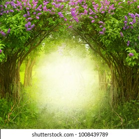 Fantasy  background . Magic forest.Beautiful spring  landscape.Lilac trees in blossom 