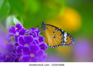 Fantasy Butterfly
