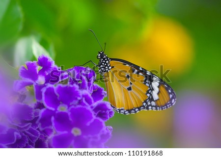 Fantasy Butterfly