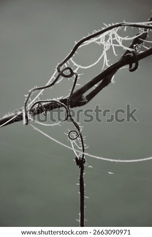 Fantasy composition of frozen spiderweb on a vine
