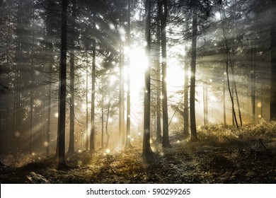 Fantasy firefly lights in the magical sunlight fairy tale foggy forest.
