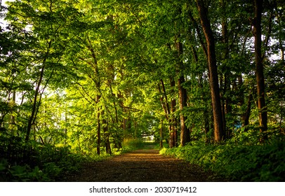 Fantasy Forest Path. Forest Grass In Woods Landscape