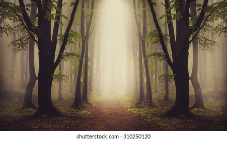 Fantasy Forest. Symmetry Inside The Fog