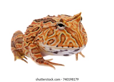 Fantasy Horned Frog Isolated On White Stock Photo 740198179 | Shutterstock