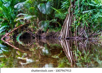 Fantasy Jungle Green Landscape With Tropical Lake In Mangrove Rain Forest , Reflection, Papua New Guinea