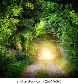 Fantasy landscape with a green tunnel of illuminated trees on a forest path leading to a mysterious light. Brightly lit outdoor night shot.