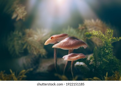 Fantasy Magical Mushrooms Glade And Ladybug In Enchanted Fairy Tale Dreamy Elf Forest, Fabulous Fairytale Deep Dark Wood And Moon Rays In Night, Mysterious Nature Background