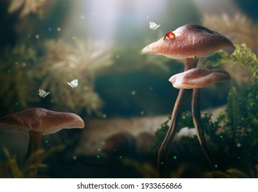 Fantasy magical Mushrooms glade, Ladybug and Butterflies in enchanted fairy tale dreamy elf Forest, fabulous fairytale deep dark wood and moon rays in night, mysterious nature background