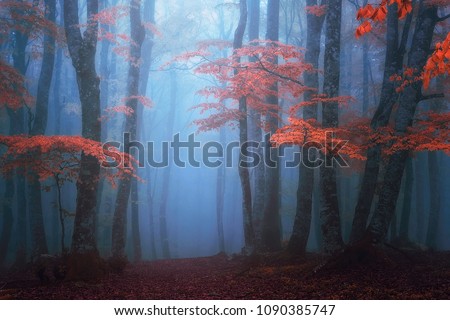 fantasy moody forest in autumn