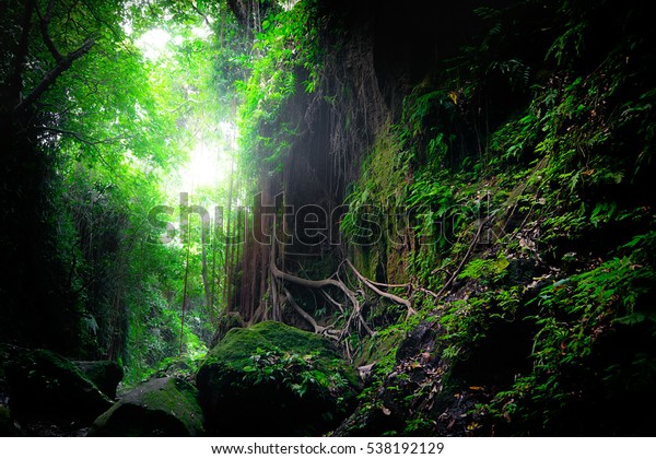 幻想の神秘的な熱帯の苔のような森で 驚くべきジャングルの植物と花を持つ 謎の背景に自然の風景 インドネシア の写真素材 今すぐ編集