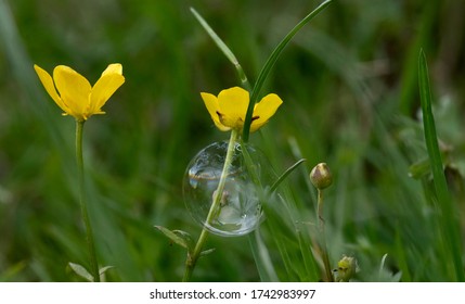 
fantasy on the theme of soap bubbles and beautiful flowers close-up on a green lawn