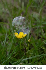 
fantasy on the theme of soap bubbles and beautiful flowers close-up on a green lawn